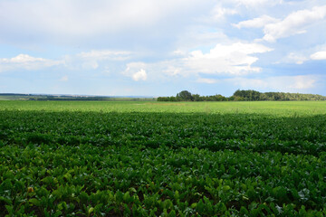 a field of soybean with a blue sky and clouds in the background