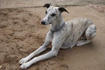 great dane dog