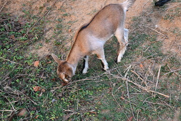 Goat grazing in the field. It is a domestic animal. It is reared for milk and meat.  It is found in many colors. Indian goat. 
