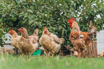 A pack of chickens living freely in the backyard of a farm