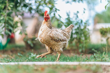 Chicken walking freely in the backyard of a farm