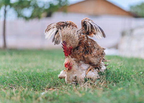 Rooster mating a chicken during a process called cloacal kiss