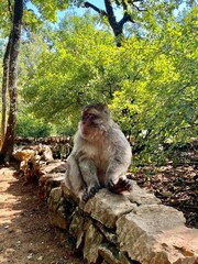 monkey sitting peacefully in the monkey forest