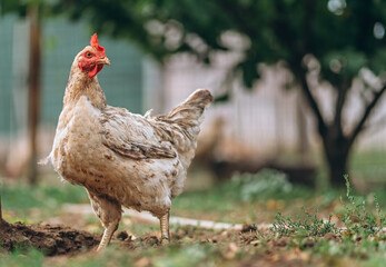 Chicken living free at countryside