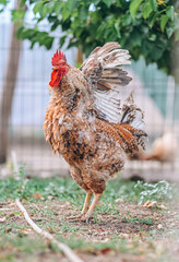 Rooster spreading its wings