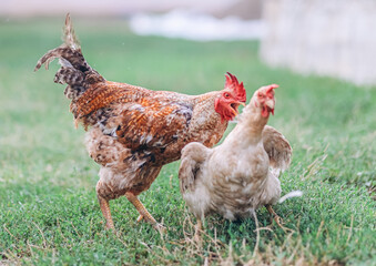 Rooster chasing a chicken for mating process