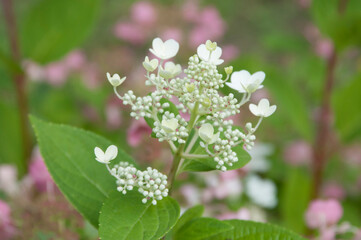 Bush of white and pink abundantly blooming hydrangea