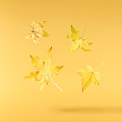 Beautiful bright colorful autumn  leaves falling in the air isolated on yellow background. Zero...