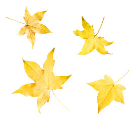 Beautiful bright colorful autumn  leaves falling in the air isolated on white background. Zero...