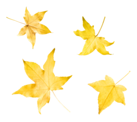 Beautiful bright colorful autumn  leaves falling in the air isolated on white background. Zero gravity or levitation autumn conception. High resolution image.