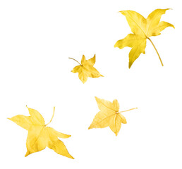 Beautiful bright colorful autumn  leaves falling in the air isolated on white background. Zero...