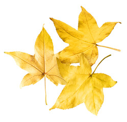 Beautiful bright colorful autumn  leaves falling in the air isolated on white background. Zero gravity or levitation autumn conception. High resolution image.