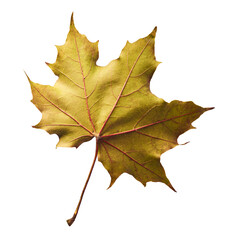 Beautiful bright colorful autumn  leaves falling in the air isolated on white background. Zero gravity or levitation autumn conception. High resolution image.