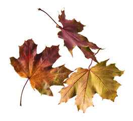 Beautiful bright colorful autumn  leaves falling in the air isolated on white background. Zero gravity or levitation autumn conception. High resolution image.