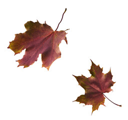 Beautiful bright colorful autumn  leaves falling in the air isolated on white background. Zero gravity or levitation autumn conception. High resolution image.