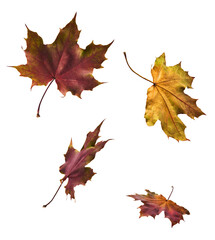 Beautiful bright colorful autumn  leaves falling in the air isolated on white background. Zero gravity or levitation autumn conception. High resolution image.