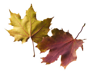 Beautiful bright colorful autumn  leaves falling in the air isolated on white background. Zero gravity or levitation autumn conception. High resolution image.