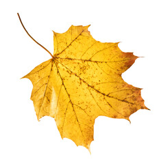 Obraz premium Beautiful bright colorful autumn leaves falling in the air isolated on white background. Zero gravity or levitation autumn conception. High resolution image.