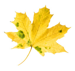 Beautiful bright colorful autumn  leaves falling in the air isolated on white background. Zero gravity or levitation autumn conception. High resolution image.