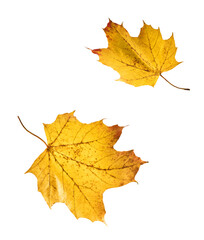 Beautiful bright colorful autumn  leaves falling in the air isolated on white background. Zero gravity or levitation autumn conception. High resolution image.