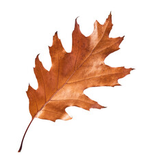 Beautiful bright colorful autumn  leaves falling in the air isolated on white background. Zero gravity or levitation autumn conception. High resolution image.