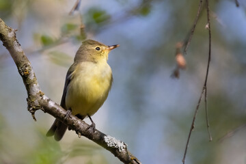 Icterine Warbler