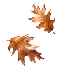 Beautiful bright colorful autumn  leaves falling in the air isolated on white background. Zero gravity or levitation autumn conception. High resolution image.