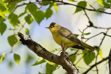 Icterine Warbler