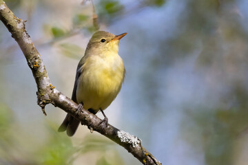 Icterine Warbler