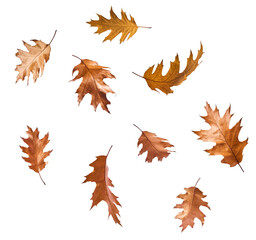 Beautiful bright colorful autumn  leaves falling in the air isolated on white background. Zero...