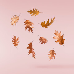 Beautiful bright colorful autumn  leaves falling in the air isolated on pink background. Zero gravity or levitation autumn conception. High resolution image.