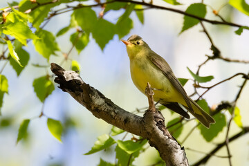 Icterine Warbler