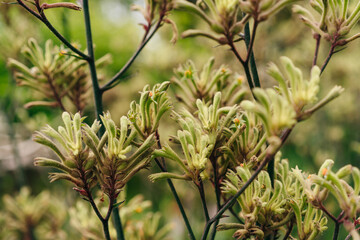 flowering of a yellow anigozanthos