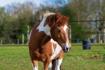 portrait of a horse