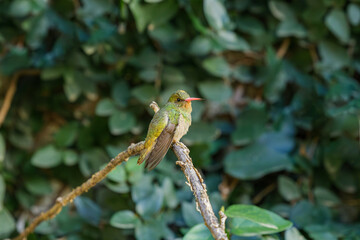 Gilded sapphire perched on a branch.
