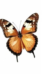 Exquisite White Butterfly in High Detail. Elegant Nature imagery