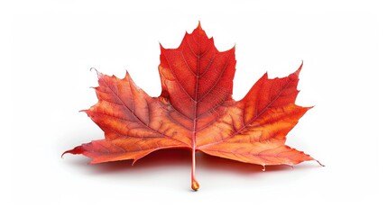 Vibrant Southern Sugar Maple Leaf Field on White Background