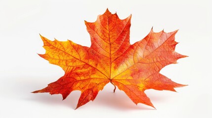 Fototapeta premium Bright Bigleaf Maple Leaf Field Posing on White Background