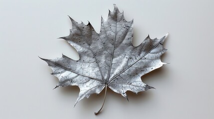 Fototapeta premium Shiny Silver Maple Leaf Field on White Background - Nature's Beauty in Close-up Detail
