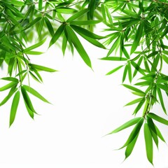 Pristine Bamboo Leaf Field on White Background for Eco-Friendly Concept