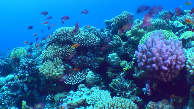 The camera pans along the top of a coral reef among vibrant corals and schools of exotic fish.