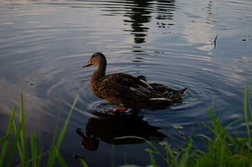 duck on the water