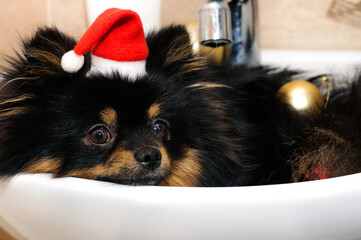Funny small black spitz in a Santa hat lies in a sink with Christmas tree decorations. Selective focus with copy space at the bottom