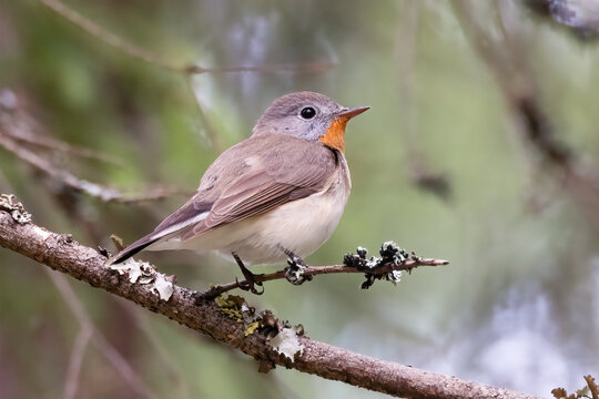 Red-breasted Flycatcher