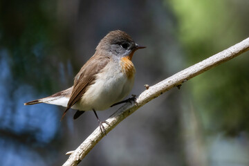Red-breasted Flycatcher