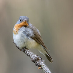 Red-breasted Flycatcher