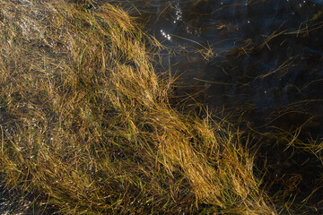 see grass and sun