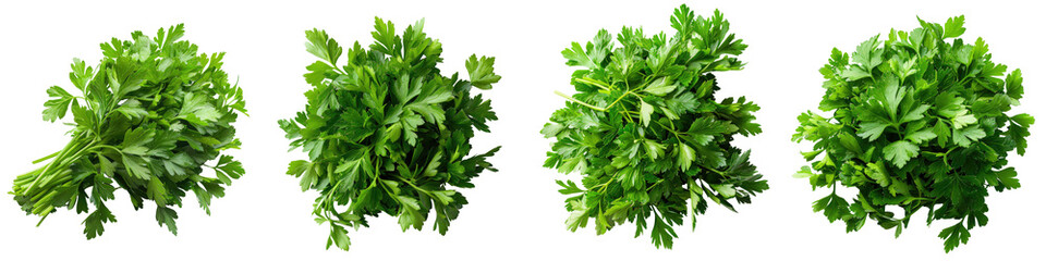 Fototapeta premium Fresh parsley leaves arranged on a clean surface, showcasing their vibrant green color and intricate texture - crisp and aromatic - natural light highlighting the leaves' details - isolated on transpa