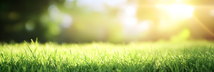 Fototapeta premium Close-up of green grass illuminated by sunlight creating a serene and warm atmosphere in a vibrant garden setting