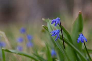 Siberian squill Scilla siberica . General view of the flowering plant